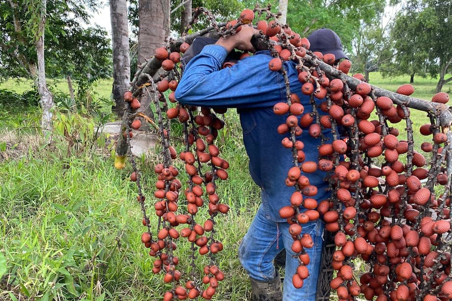 Cosecha del fruto moriche en la Amazonia colombiana.