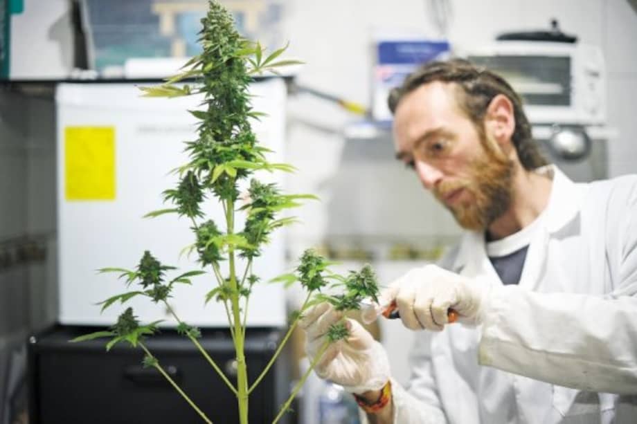 En diciembre del años pasado se firmó el decreto que reglamenta la producción y exportación del cannabis con fines científicos y medicinales / Cristian Garavito