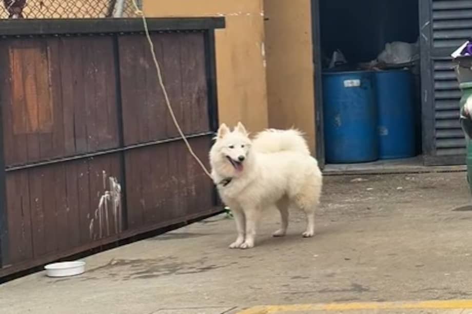 La historia de Sasha recuerda que los comportamientos de los animales muchas veces reflejan experiencias previas de abandono y estrés.