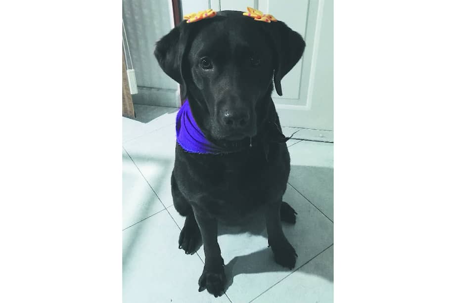 5 mitos sobre los perros que todos nos creímos