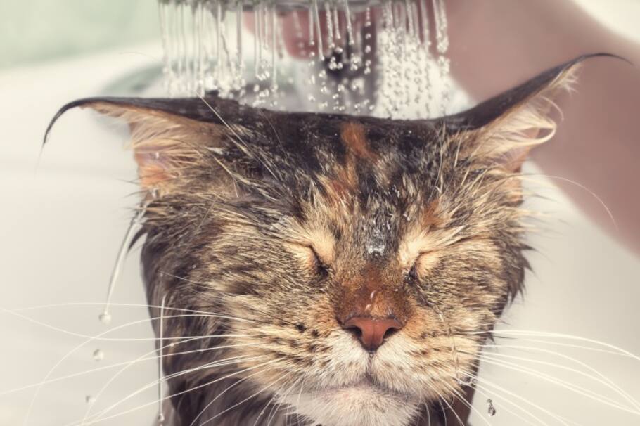 Por cada minuto que pasas en la ducha se gastan 20 litros de agua