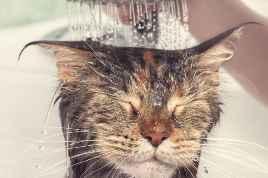 Por cada minuto que pasas en la ducha se gastan 20 litros de agua