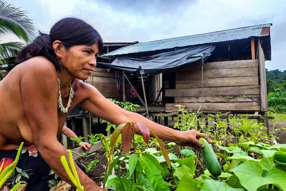 Las comunidades le apostaron a las siembras tradicionales y a las huertas comunitarias dentro de los mismos caseríos, como un mecanismo para mitigar los impactos negativos en futuros confinamientos por enfrentamientos armados. / Archivo particular