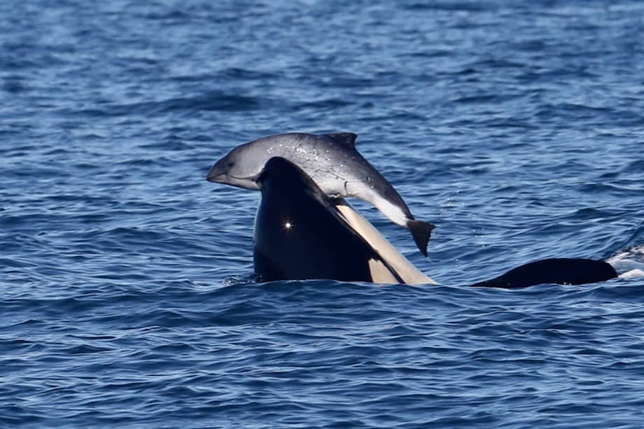 Orca residente del sur sosteniendo en su boca una cría de marsopa común que finalmente fue ahogada por otros tres individuos en septiembre de 2016.
