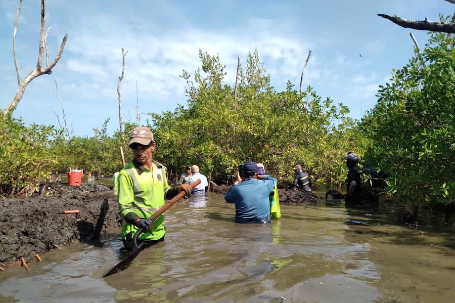 Restauración de manglares en Magdalena.