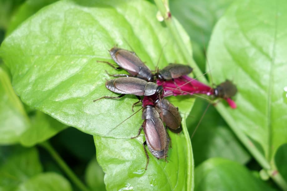 Los cristales que podrían convertirse en un gran suplemento nutricional fueron descubiertos en la especie de cucarachas “Diploptera punctate”. / Flickr / Scot Nelson