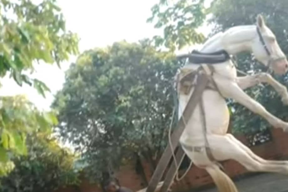 Imagen del caballo maltratado en Turbo, Antioquia. Tomado de: Hora Trece.