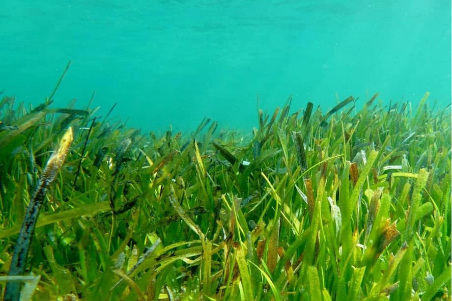 Los pastos marinos de Indonesia hacen parte de la región más biodiversa de todos los océanos del planeta. / RICHARD UNSWORTH