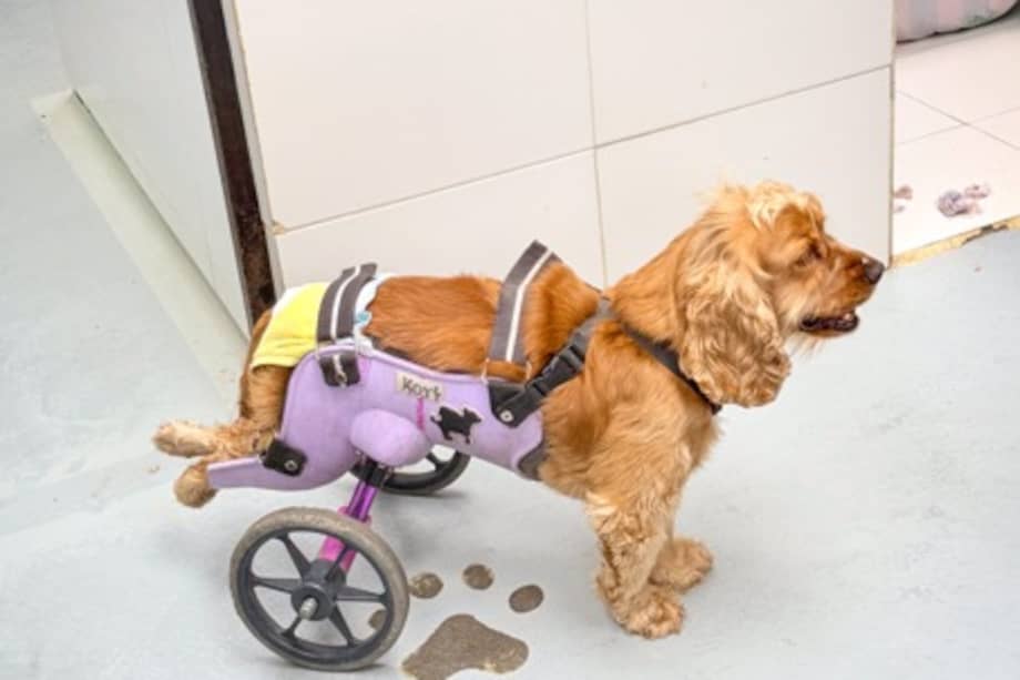 Kory y Don Rafael son los dos primeros caninos beneficiarios de esta iniciativa.