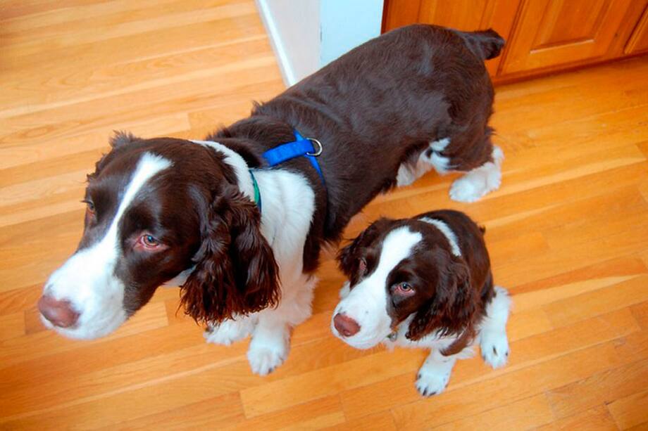 ¿Clonarías a tu perro?