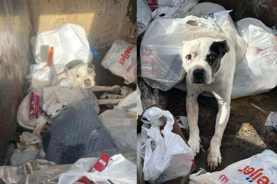 Se cree que el perro tiene aproximadamente 10 años. Actualmente, se encuentra en un refugio.