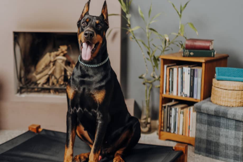 Son perros que no requieren de mucho cuidado en cuanto a su pelaje.