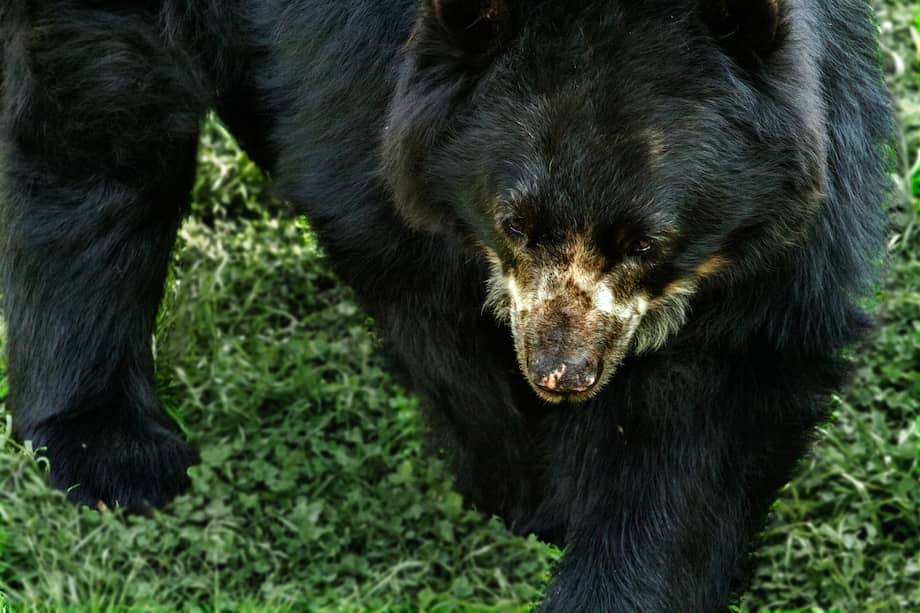 Oso de Anteojos.