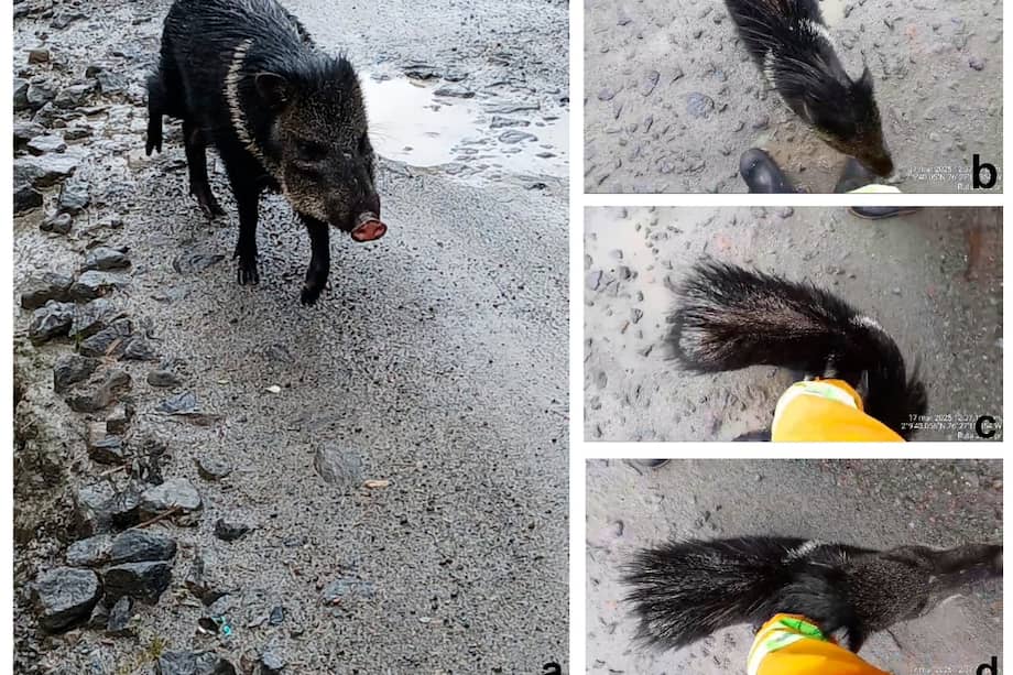 Individuo de Dicotyles tajacu observado en el kilómetro 54 del Parque Nacional Natural Puracé. /Fotografías: Nilson Bolaños y Rodrigo Sarria.