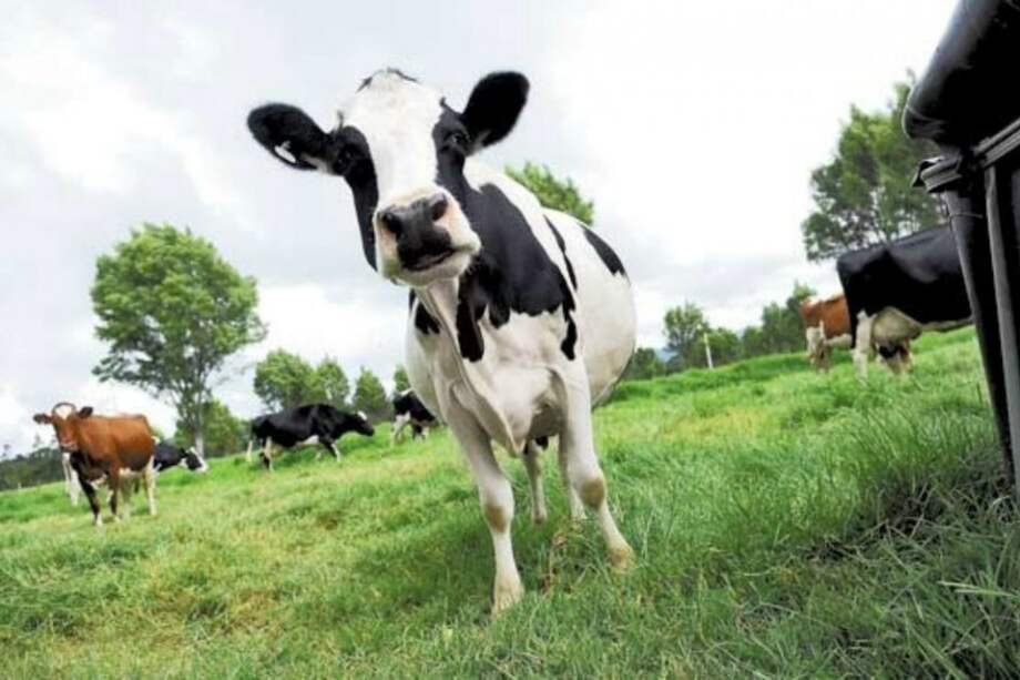 Lanzan salvavidas a ganaderos para evitar hambruna por sequía