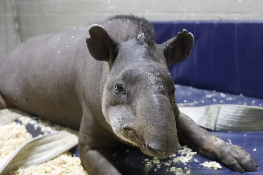 La danta se encuentra en peligro crítico de extinción, según el libro rojo de mamíferos de Colombia.