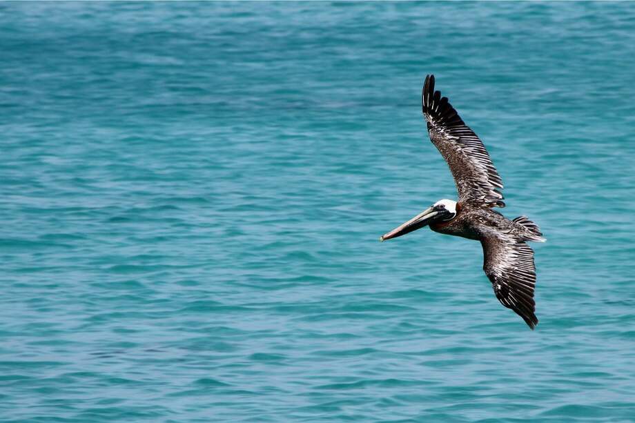 En 42% de las estaciones de monitoreo del Caribe se han detectado cambios en la calidad del agua. / Pixabay.