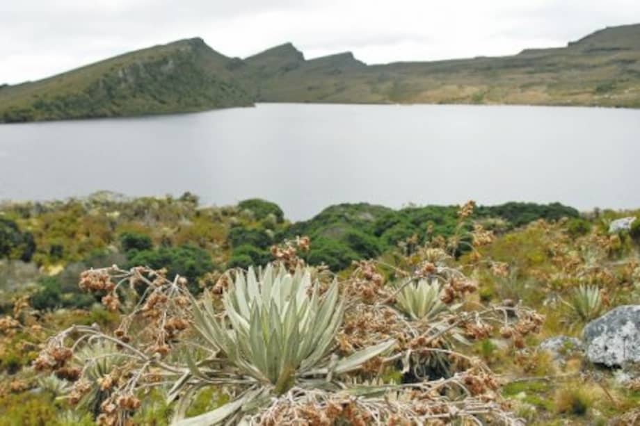 El páramo de Sumapaz, el más grande del mundo, es el que abastece de agua al 10 % de Bogotá. / Andrés Torres