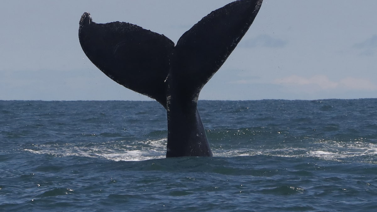 Ballena jorobada rompe récord al migrar 13.000 km, desde Colombia hasta Tanzania | EL ESPECTADOR