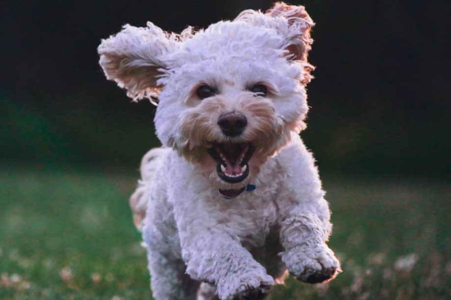 Existen distintos tipos de madurez en los perros: la física, mental y sexual.