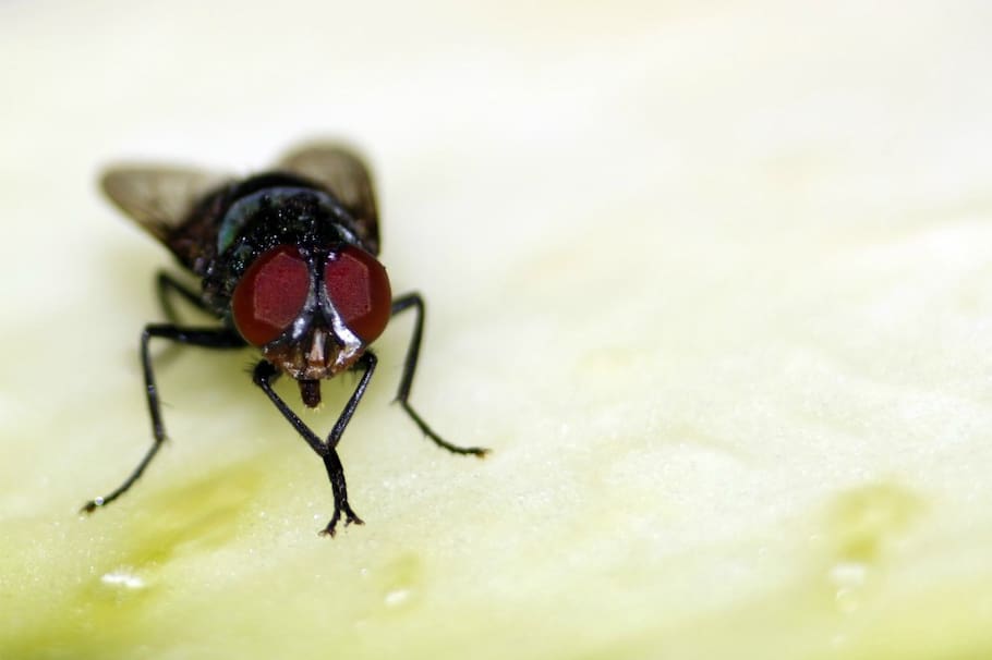 Las moscas en casa son un dolor de cabeza, ya que ensucian los alimentos y dan mala imagen. Te diremos por qué aparecen y cómo acabarlas.