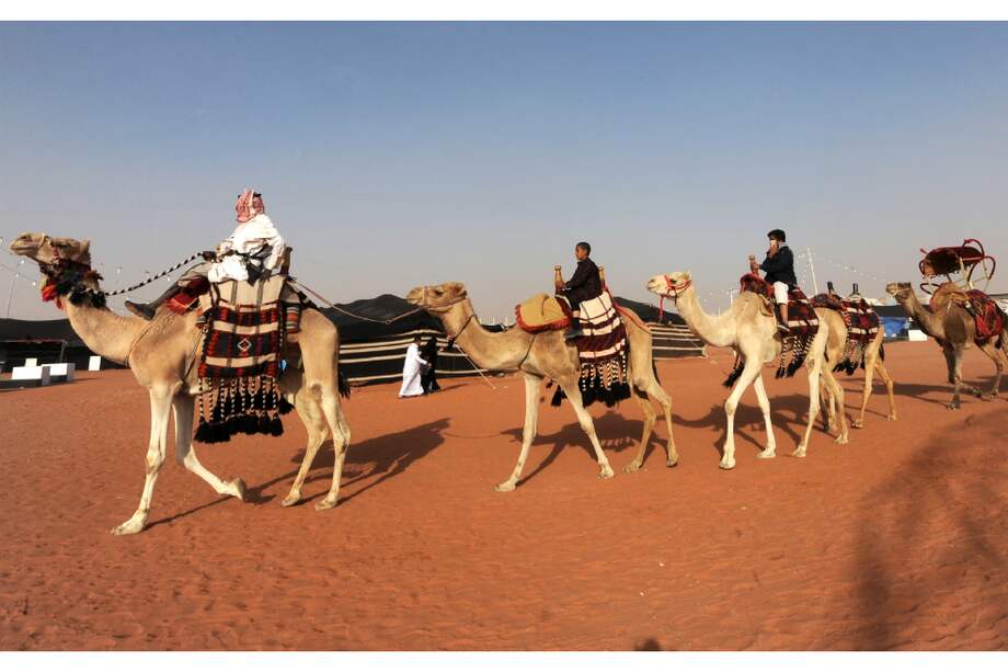 Desfile de camellos durante el festival Rey Abdelaziz. / AFP