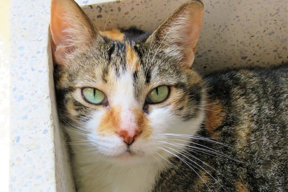 Estos felinos en su mayoría son hembras debido a una condición en sus genes.