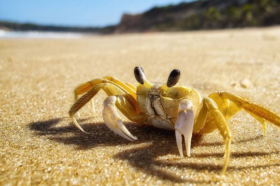 La música clásica ayudará a los Cáncer a mejorar su comunicación y expresión