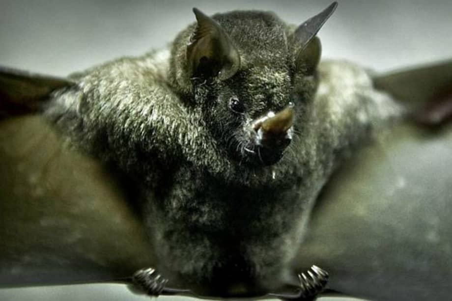 Archivo EFE / Archivo EFE