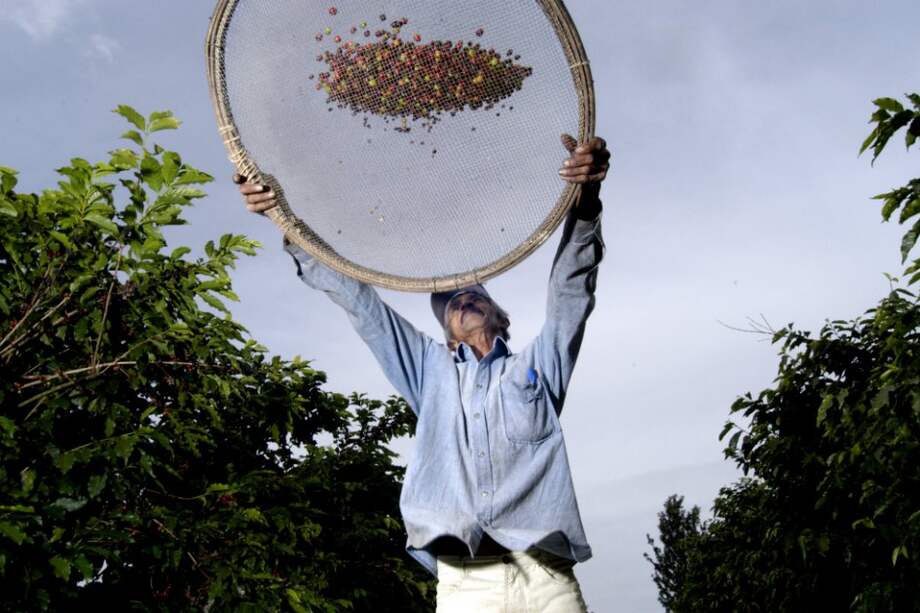 La cosecha de robusta disminuirá 24% en relación al año en Brasil. /Archivo.