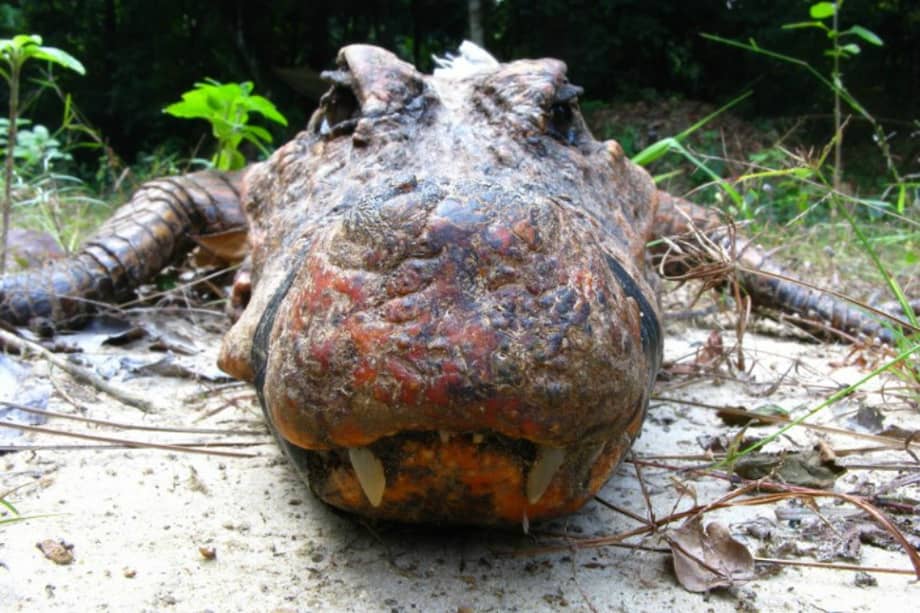 El "cocodrilo naranja cavernícola", que puede medir hasta 1m70, es único en el mundo. / AFP