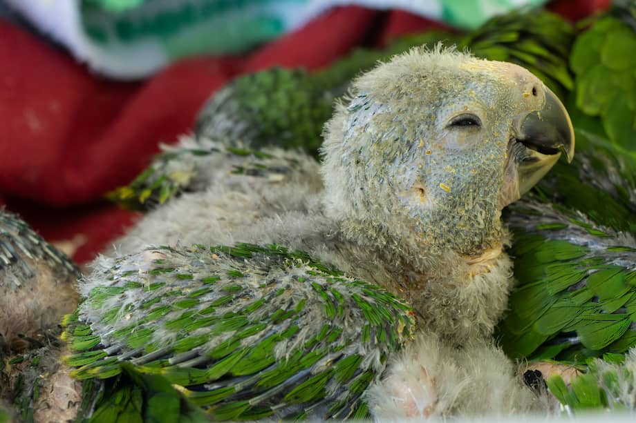 Foto de uno de los loros decomisados por la Policía.