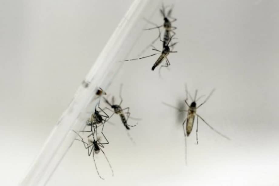 Archivo EFE / Archivo EFE