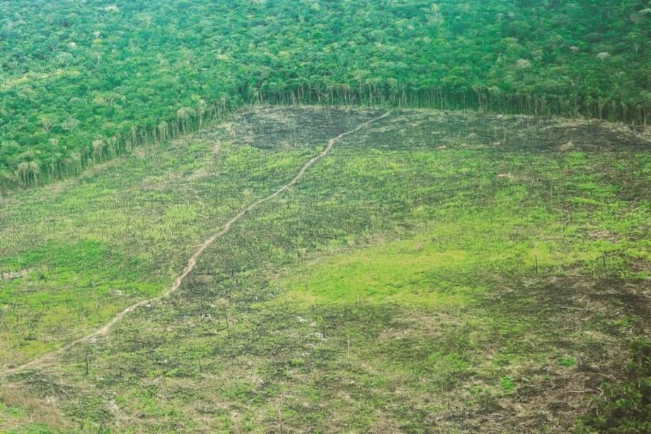 Entre 2016 y 2017, Colombia perdió 179.597 hectáreas de bosque. El 60 % en la Amazonia. / FCDS