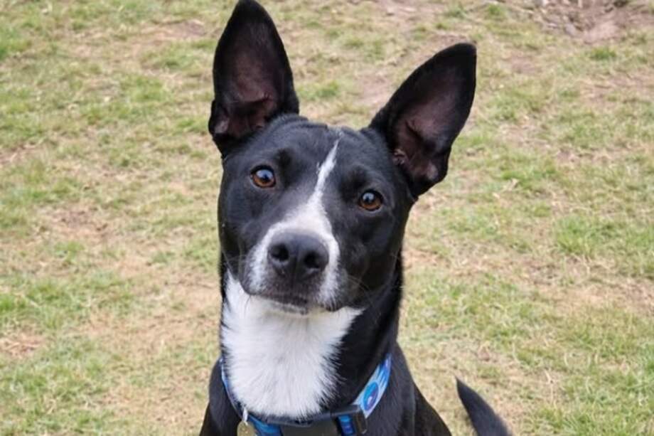 Capitán permanece en un hogar de paso a la espera de una adopción responsable y definitiva.