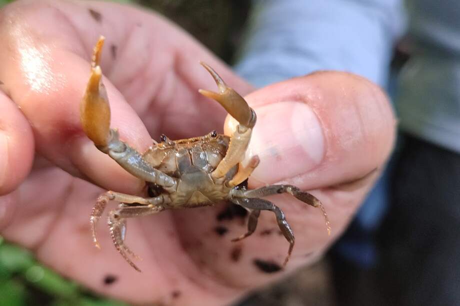 Imagen de referencia. Varios grupos de investigación han llevado a cabo previamente una serie de estudios observacionales sobre crustáceos, a los que se les ha sometido a impactos mecánicos, descargas eléctricas o ácidos en tejidos blandos como las antenas.