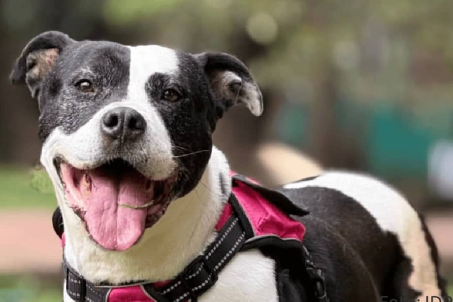 Perros y gatos también deben hacer parte del plan familiar de emergencia: tener listos sus elementos básicos puede facilitar una evacuación segura.