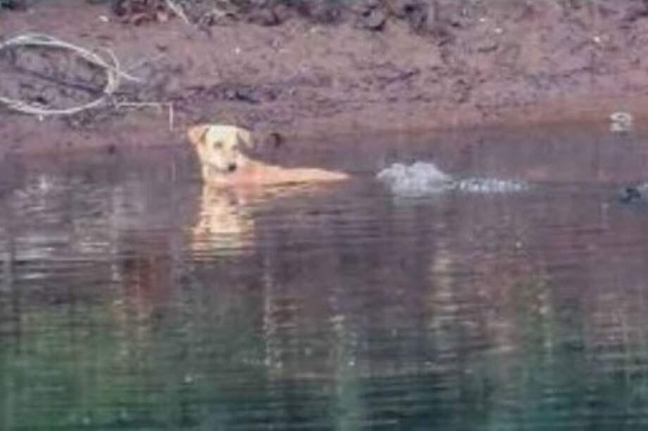 El comportamiento fue observado entre cocodrilos de las marismas (Crocodylus palustris), que habitan en el río Savitri, en Maharashtra (India), y un perro.