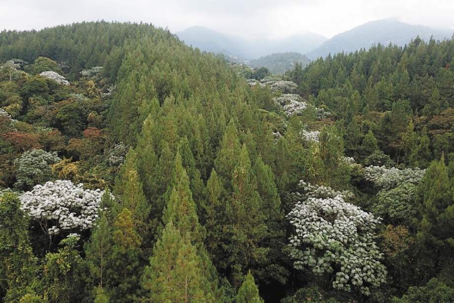 A través de la resolución 110 del 28 de enero de 2022, el Ministerio de Ambiente establece “las actividades, requisitos y procedimiento para la sustracción de área de las reservas forestales nacionales y regionales".