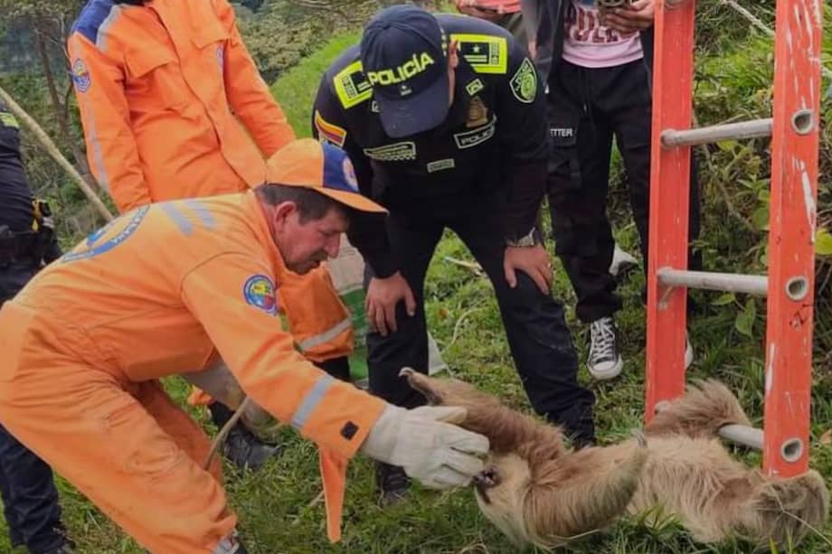 El animal quedó bajo custodia de la Policía mientras la CAS evalúa su estado de salud antes de devolverlo a su hábitat.
