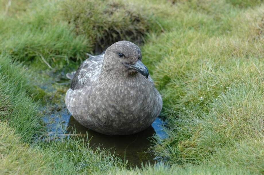 Págalo pardo antártico (Stercorarius antarcticus).