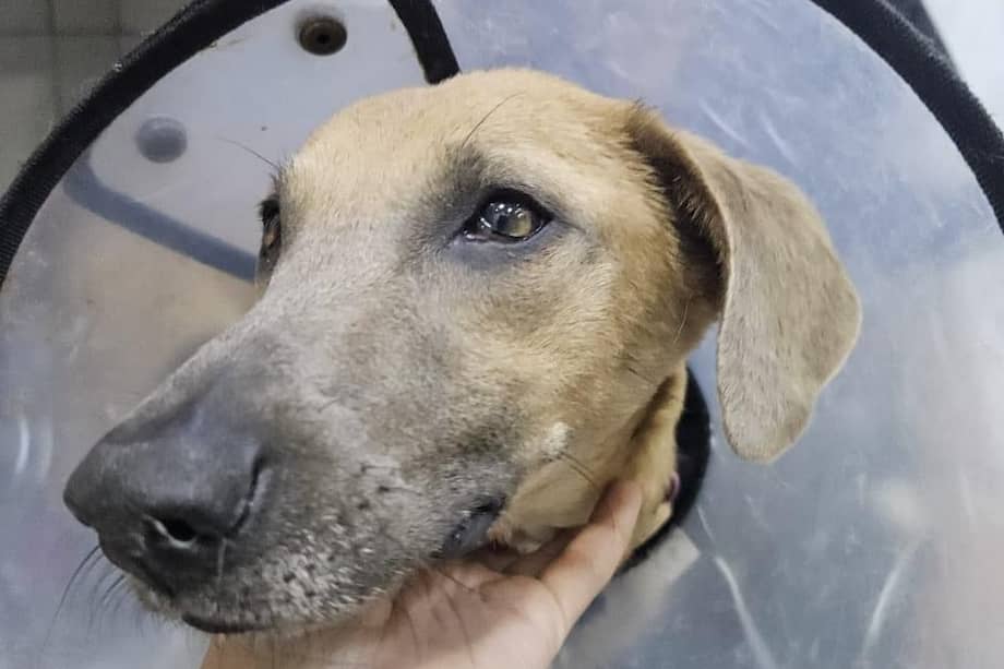 Desde su llegada, el equipo veterinario y los rescatistas iniciaron una carrera contra el tiempo para intentar revertir el daño que las enfermedades.