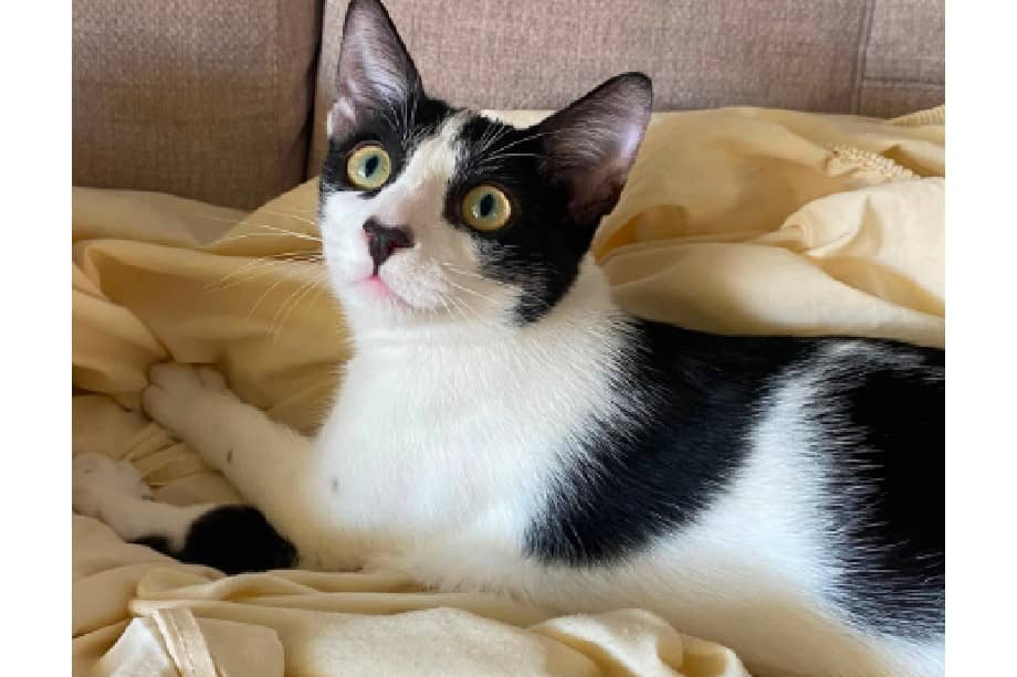 Tokio sigue esperando a esa familia que vea más allá de su color y decida amar su gran corazón.
