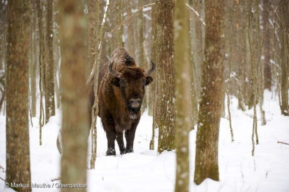 Bisontes europeos en Bialowieza, el bosque que empieza a ser talado. / Greenpeace / Marcus Mauthe.