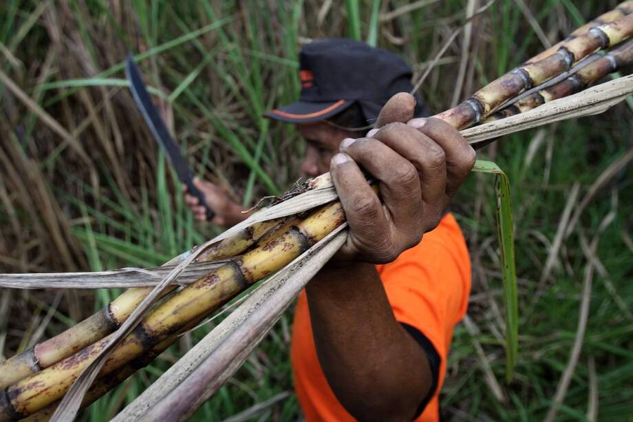 Las plantaciones azucareras son sitios en donde hay mayor explotación. / AP