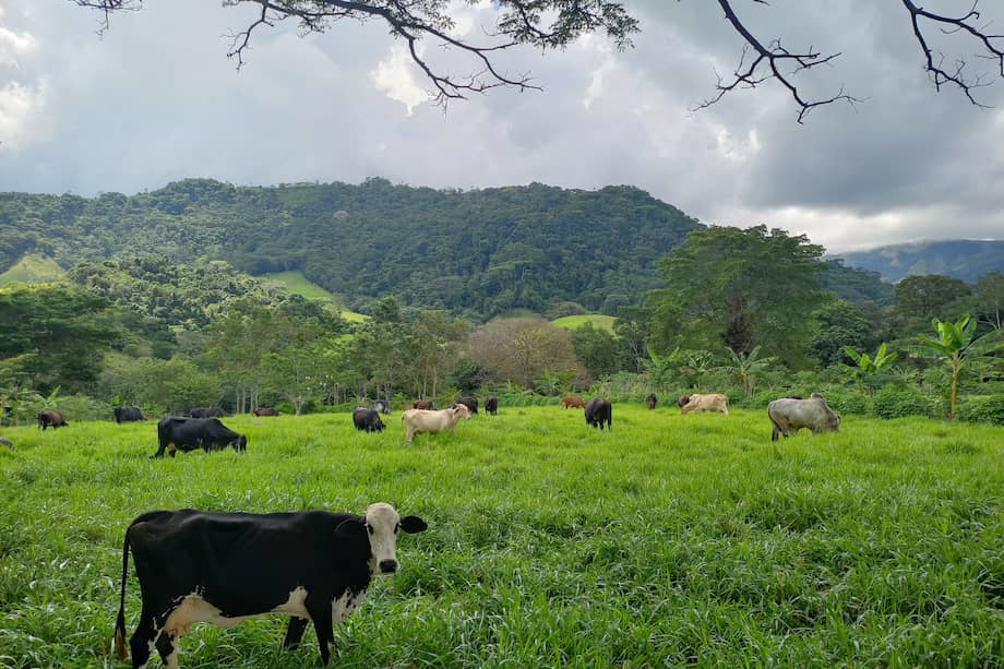 Conservar los bosques no solo es un acto de responsabilidad ambiental, es una estrategia productiva inteligente, por eso es importante que las familias rurales identifiquen y valoren la fauna y flora que tienen en sus predios, y así proyectar la generación de ingresos a la vez que conservan los ecosistemas naturales.