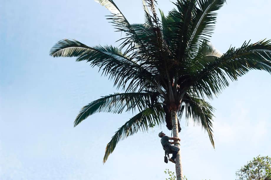 Nuevas expediciones en la Amazonia colombiana permitieron recolectar muestras completas de Attalea pycnocarpa, resolviendo una discusión científica que llevaba más de 40 años abierta. Foto: Andres Barona Instituto SINCHI