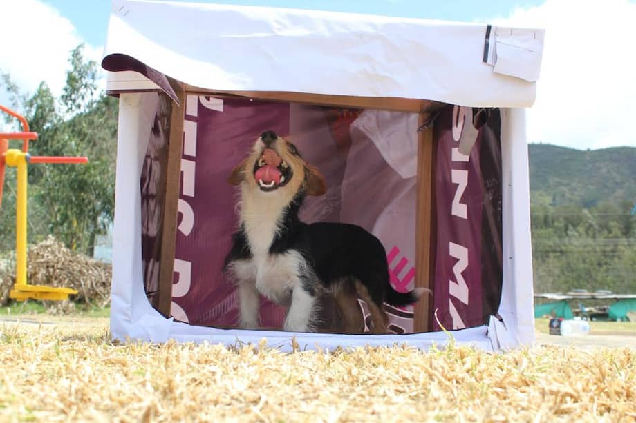Voluntarios transforman materiales publicitarios en casitas que protegen a perros de la lluvia, el frío y el sol.