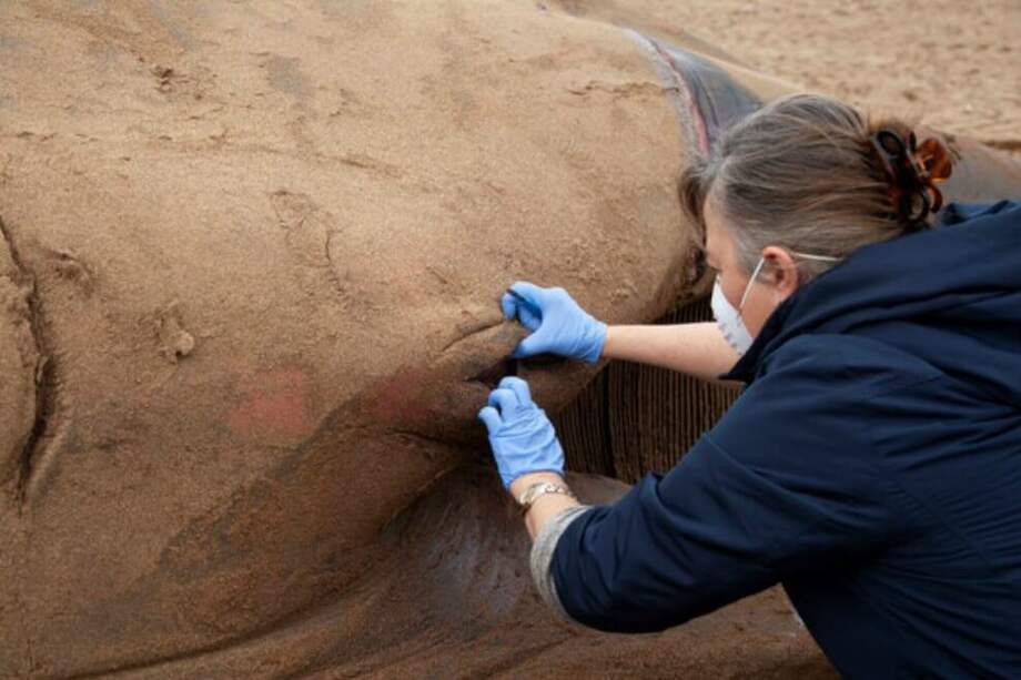 La investigadora Elena Vecino extrajo el ojo de la ballena en la playa de Sopela, Bizkaia (España), antes de ser retirada del arenal. / Agencia SINC - Xabier Bañuelos / Ambar Elkartea