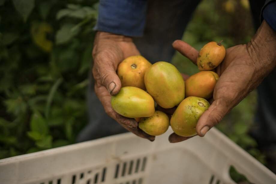 Esta aprobación reflejaría el apoyo a cerca de 5.600 excombatientes, como parte del cumplimiento de los acuerdos realizados entre el Estado Colombiano y la entonces guerrilla de las Farc en 2016.